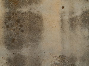 Non-toxic black mold on masonry